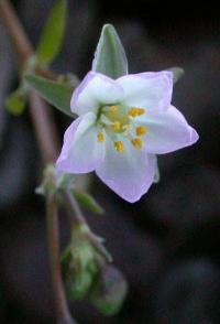 Spergularia maritima