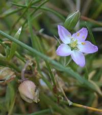 Spergularia maritima