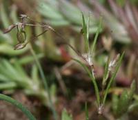 Spergularia segetalis