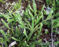 Lycopodium clavatum