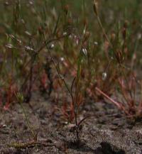 Spergularia segetalis