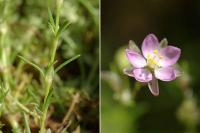 Spergularia rubra 