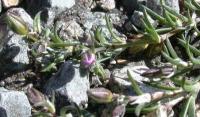 Spergularia rubra 