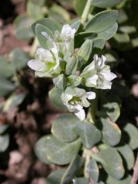 Telephium imperati subsp. imperati