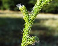 Lycopodium clavatum