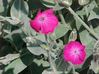 Silene coronaria