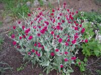 Silene coronaria