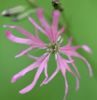 Silene flos-cuculi subsp. flos-cuculi