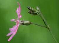 Silene flos-cuculi subsp. flos-cuculi