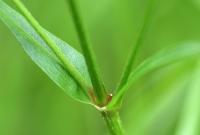 Silene flos-cuculi subsp. flos-cuculi