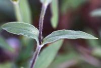 Silene latifolia subsp. alba