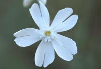 Silene latifolia subsp. alba