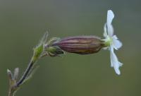 Silene latifolia subsp. alba