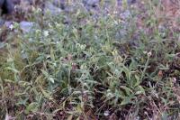 Silene latifolia subsp. alba