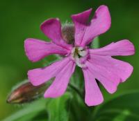 Silene dioica