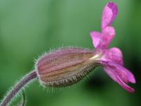 Silene dioica