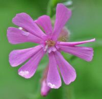 Silene dioica