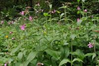 Silene dioica