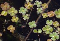 Marsilea quadrifolia