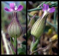 Silene conica subsp conica