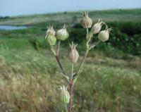 Silene conica subsp conica