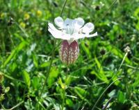 Silene uniflora subsp. uniflora 