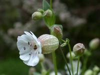 Silene uniflora subsp. uniflora 