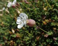 Silene uniflora subsp. uniflora 