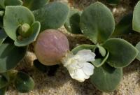 Silene uniflora subsp. thorei