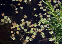 Marsilea quadrifolia