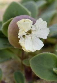 Silene uniflora subsp. thorei