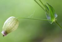 Silene vulgaris subsp. vulgaris