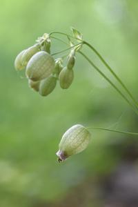 Silene vulgaris subsp. vulgaris