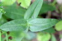 Silene vulgaris subsp. vulgaris