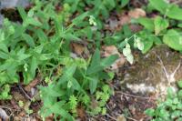 Silene vulgaris subsp. vulgaris