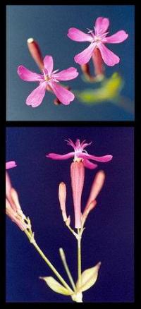 Silene armeria