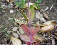 Silene armeria