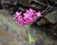 Silene armeria