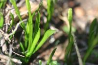 Ophioglossum lusitanicum