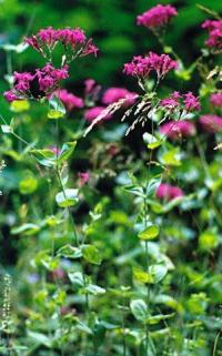 Silene armeria