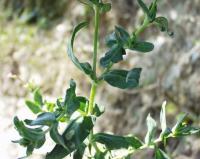 Silene muscipula subsp. muscipula