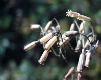 Silene muscipula subsp. muscipula