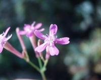 Silene muscipula subsp. muscipula