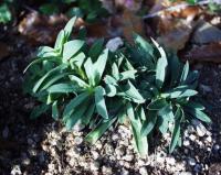 Silene muscipula subsp. muscipula