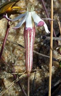 Silene portensis subsp. portensis