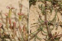 Silene portensis subsp. portensis