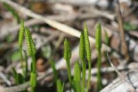 Ophioglossum lusitanicum