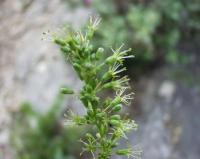 Silene otites subsp. otites