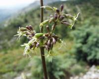 Silene otites subsp. otites