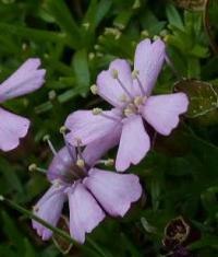 Silene acaulis